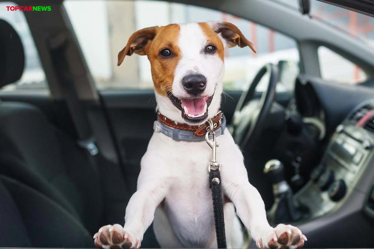 Entra en vigor: para viajar con un perro dentro del coche es obligatorio utilizar un arnés y una correa homologada