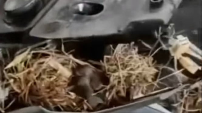 Video Pemilik Keluhkan Motor Sering Mogok, Begitu Dibongkar Isinya Bikin Kaget