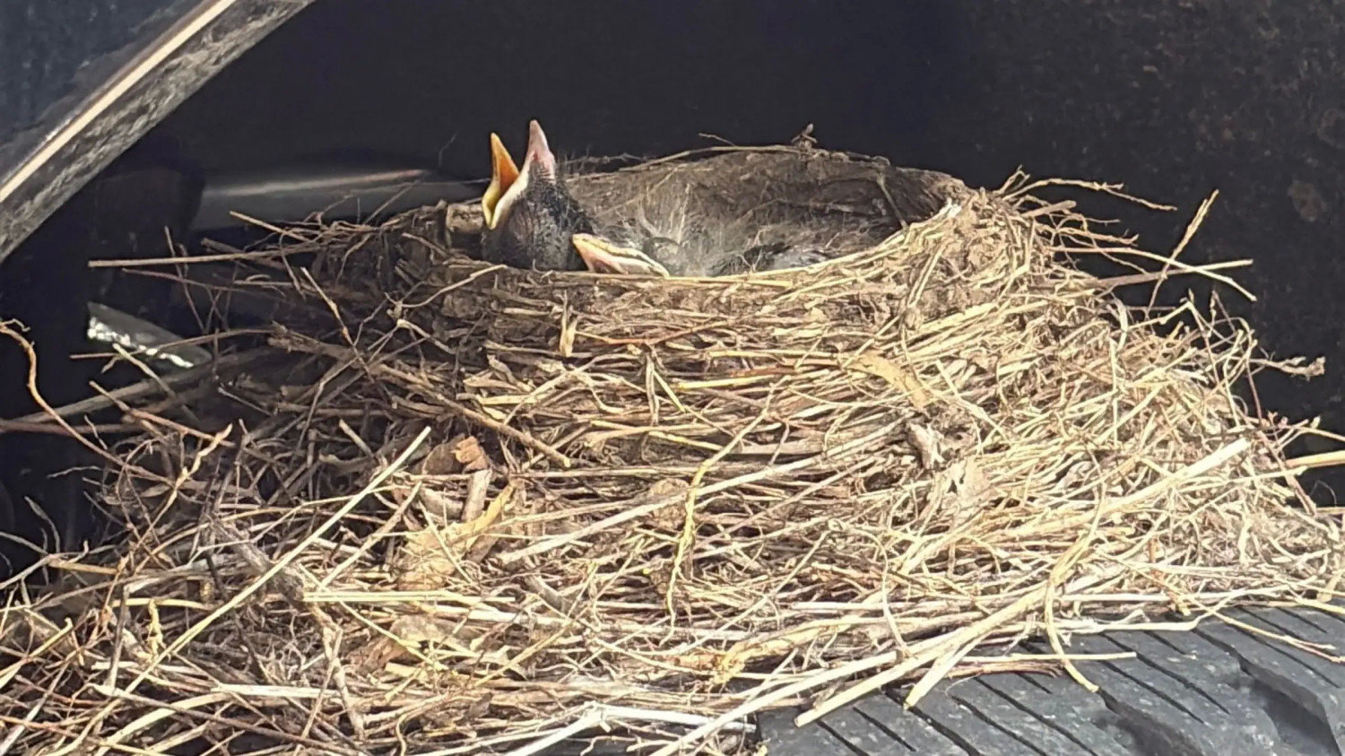 Four Robins Took A Dealer’s New Ford Hostage Under Federal Law. They Just Let It Go