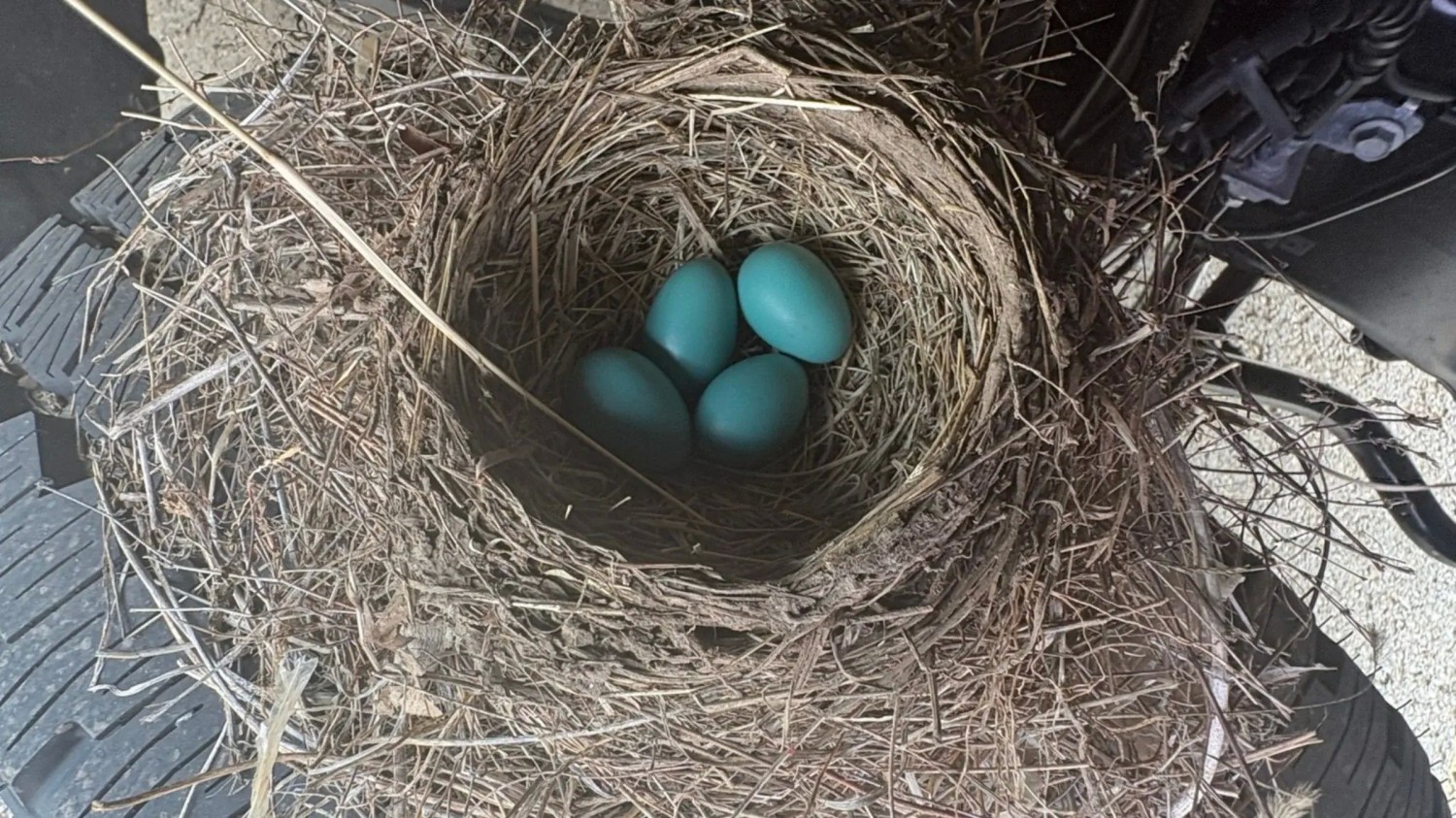 Four Robins Took A Dealer’s New Ford Hostage Under Federal Law. They Just Let It Go