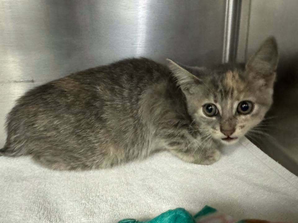 Honda, Tow Truck Drivers Dismantle Honda At Drive-Through To Save Trapped Kitten