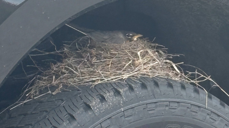 Baby Birds That Made A Sold Ford F-250 Their Home Have Officially Flown The Coop