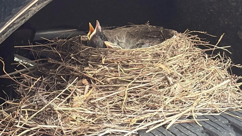 Baby Birds That Made A Sold Ford F-250 Their Home Have Officially Flown The Coop