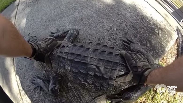 Florida Man And Sheriff's Deputy Shoos An Alligator Off Busy Highway Like It's Just A Tuesday
