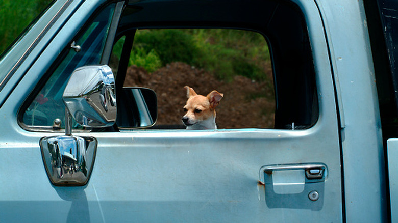 'Ginger, No!' Nebraska Dog Inside A Truck Shoots Human Driver In Another Car With A Shotgun