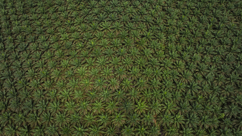 Green Biofuels Could Save The Day If Oil Supplies Remain Disrupted (And Possibly Cause A Global Food Crisis)