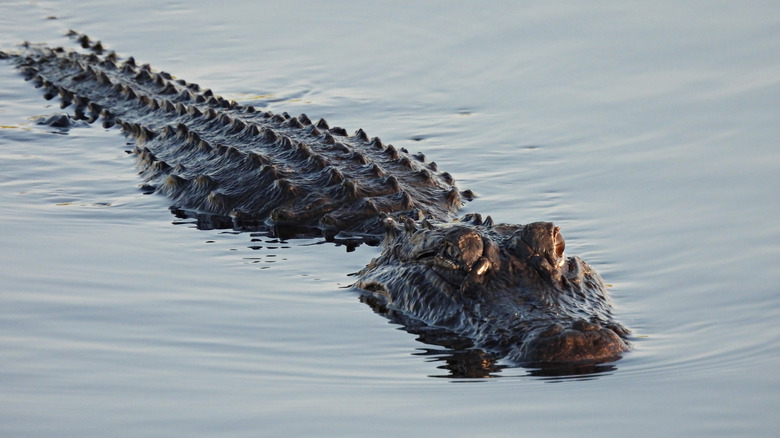 Hero Alligator Attacks Fleeing DWI Suspect, Slowing Him Down For The Arrest