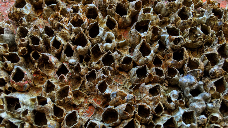 How Little Sea Creatures Could Keep Oil Scarce Long After The Strait Of Hormuz Reopens