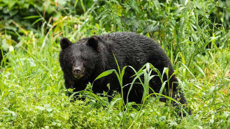 Japan's Bear Attacks Are A Real Problem, But I Don't Think A Weird Bicycle Helmet Is An Actual Solution