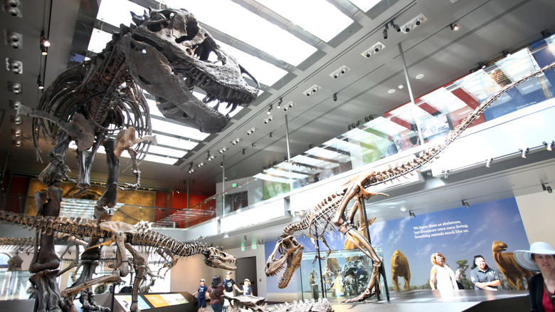 Scientists Discover T. Rex Blood Was As Hot As Human Blood, Suggesting They Were Fast-Running Predators
