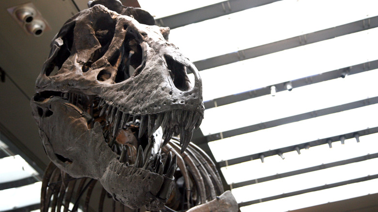 Scientists Discover T. Rex Blood Was As Hot As Human Blood, Suggesting They Were Fast-Running Predators