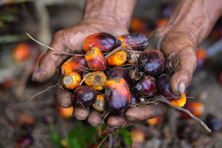 Biodiesel B50 Mulai Diterapkan Tahun Depan