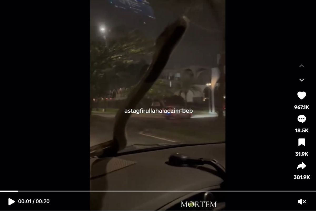 Video Viral, Ular Besar Tiba-tiba Muncul di Kaca Mobil