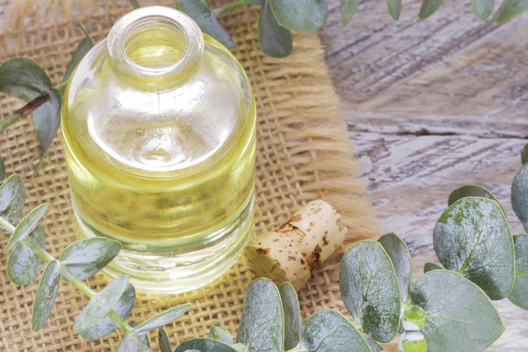 Benarkah Minyak Kayu Putih Bisa Tingkatkan Oktan Pertalite? Ini Kata Ahli