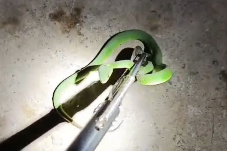 Musim Hujan, Ular Masuk Kendaraan: Apa Penyebabnya?