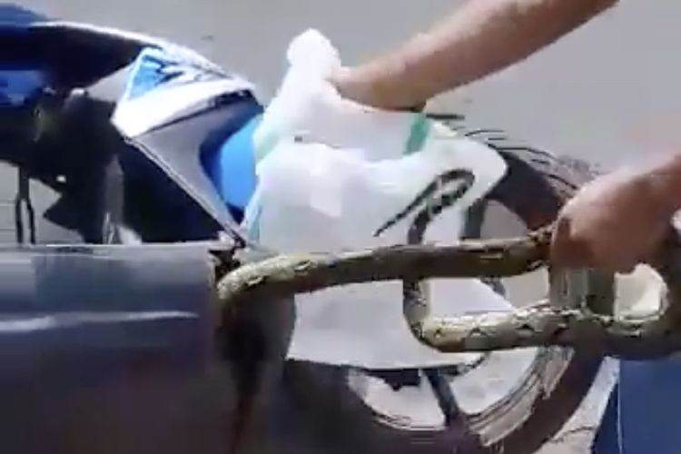 Bukan Pakai Garam, Ini Trik Cegah Ular Masuk ke Motor atau Mobil
