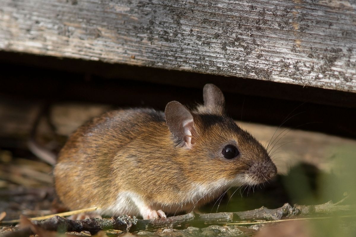 Cara Mencegah Tikus Masuk ke Ruang Mesin Mobil