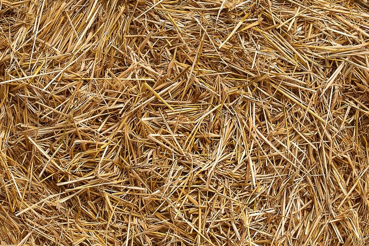 Inovasi Bobibos: Jerami Jadi Bahan Bakar, Fakta atau Mitos?