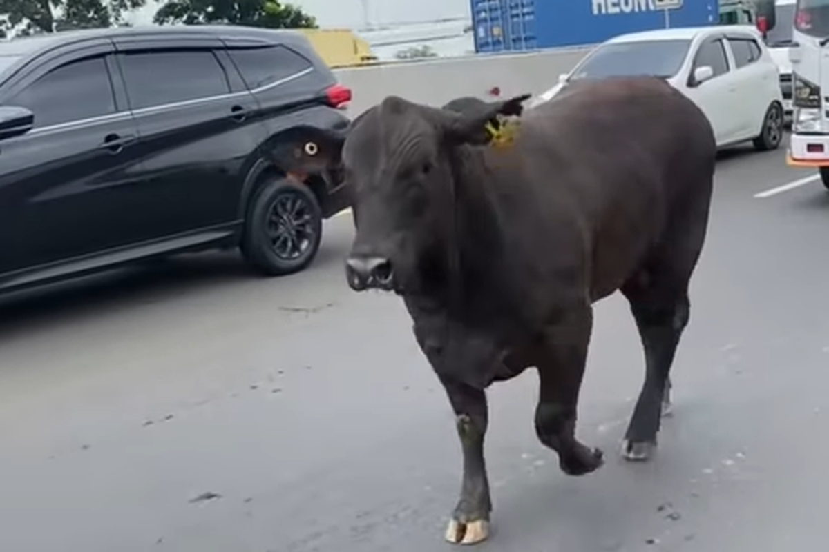 Dua Ekor Sapi Lepas dan Berkeliaran di Tol Japek, Begini Kronologinya