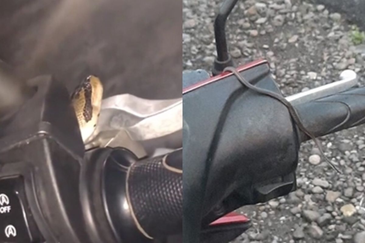 Musim Hujan, Ular Masuk Kendaraan: Apa Penyebabnya?