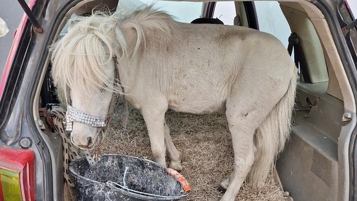 Waduh! Cewek Ini Nekat Angkut Kuda Hidup Pakai Mobil
