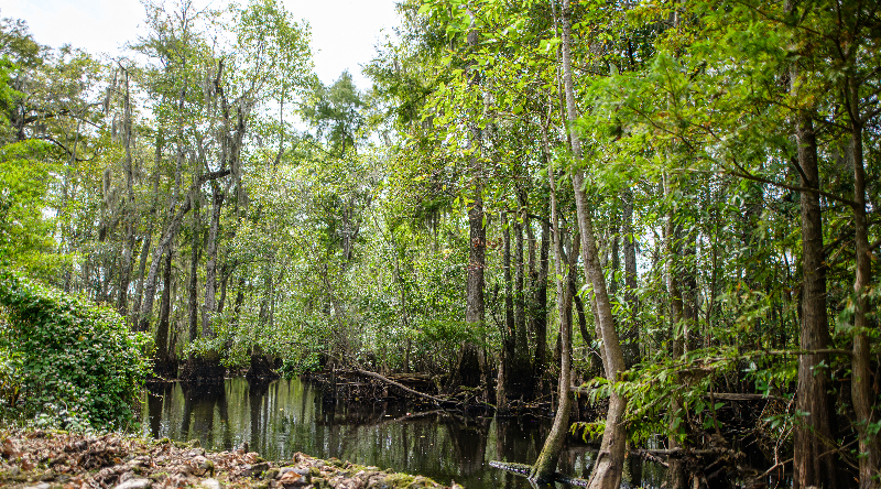 What Does It Take To Save US Forests From Logging? A Justice Conservation Fund