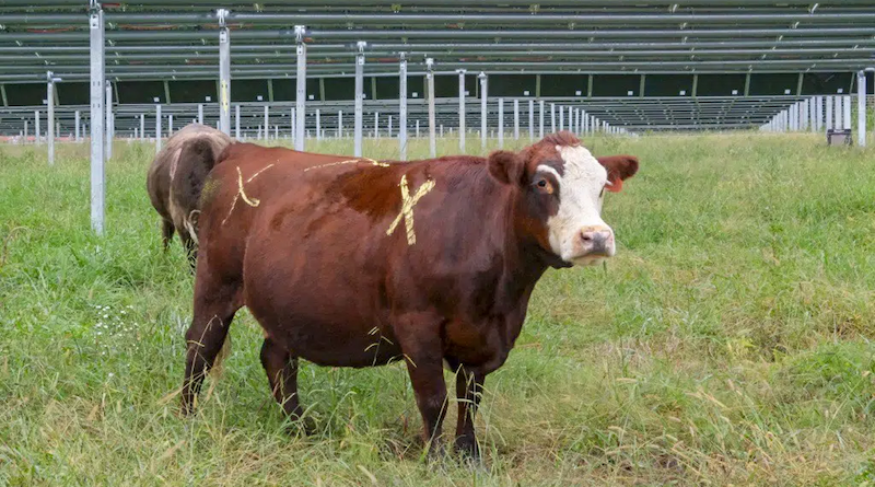 Solar Grazing Is Not Just For Sheep Any More
