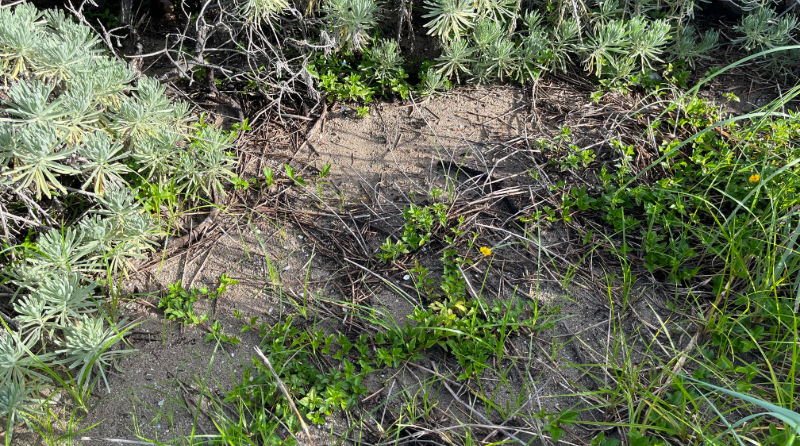 To Glyphosate Or Not To Glyphosate — That Is The Question