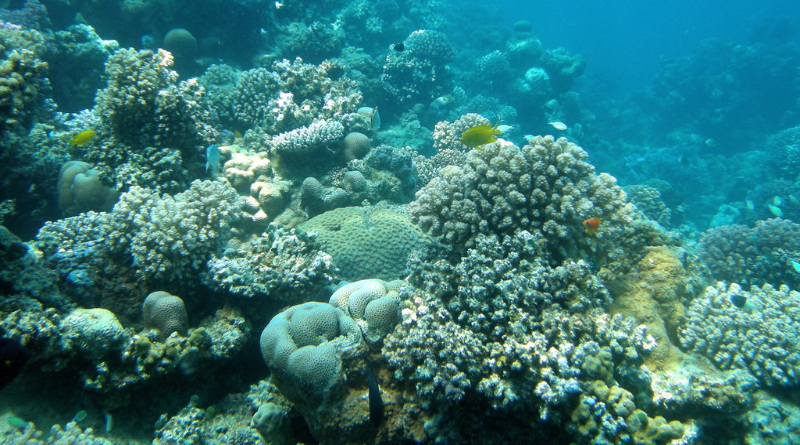 Can Coral Reefs Be Resuscitated? Scientists May Have A Solution