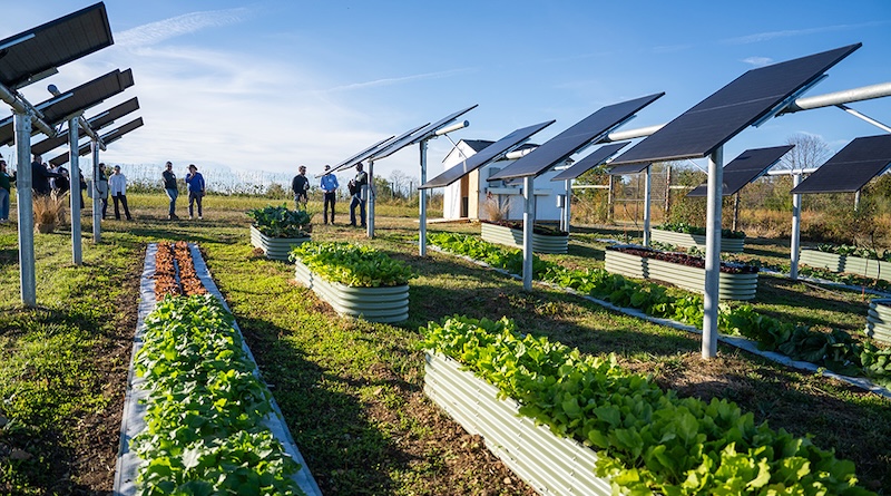 Agrivoltaics Gets A Huge Thumbs-Up From A State Struggling To Conserve Its Agrarian Heritage