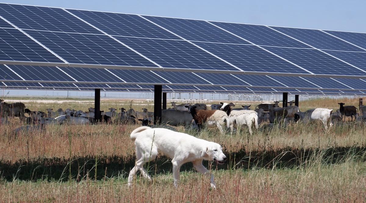Giant Solar Power Plant In Texas Gets A New Neighbor
