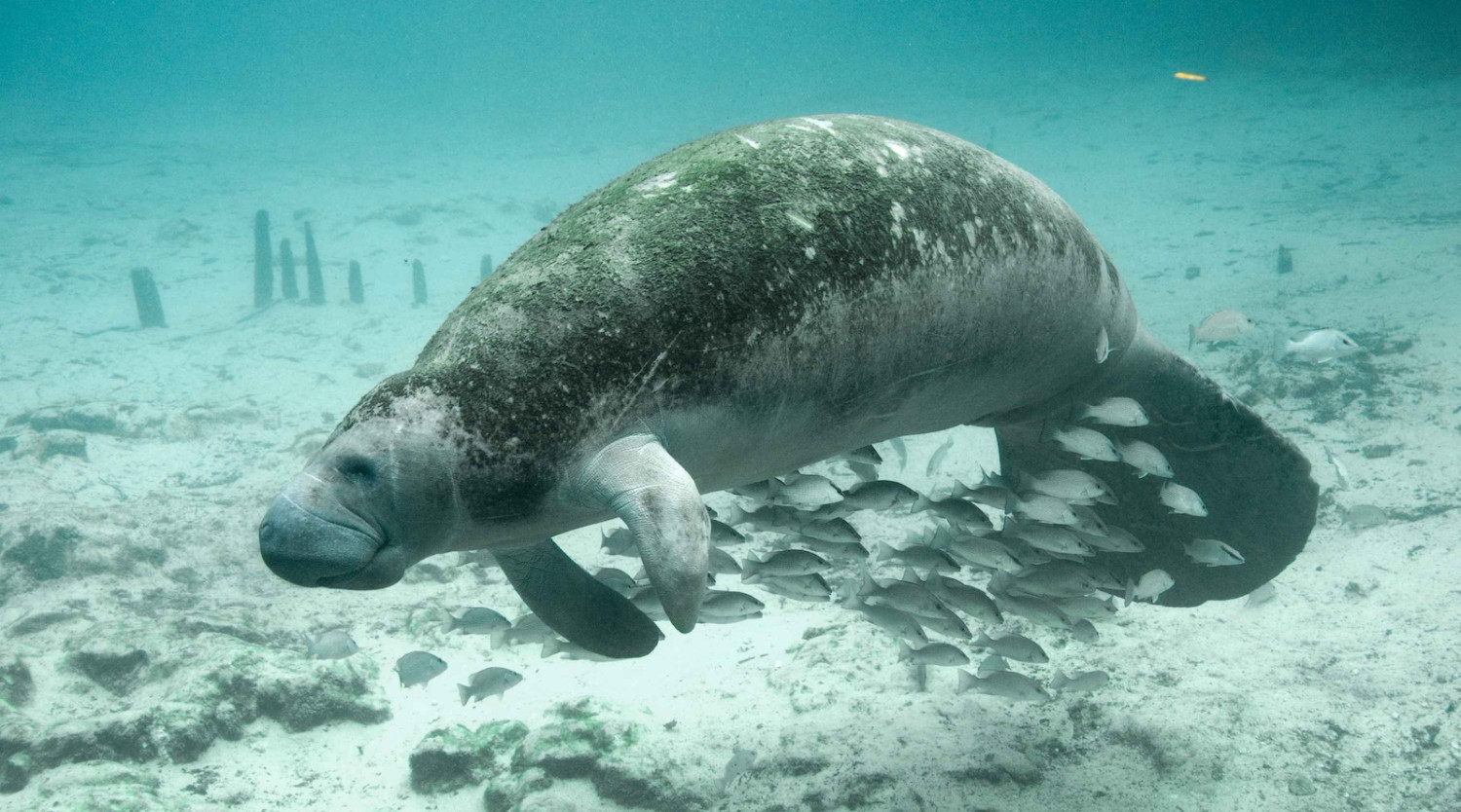Trump Habitat Rollback Takes Effect As Sierra Club and Conservation Partners Sue