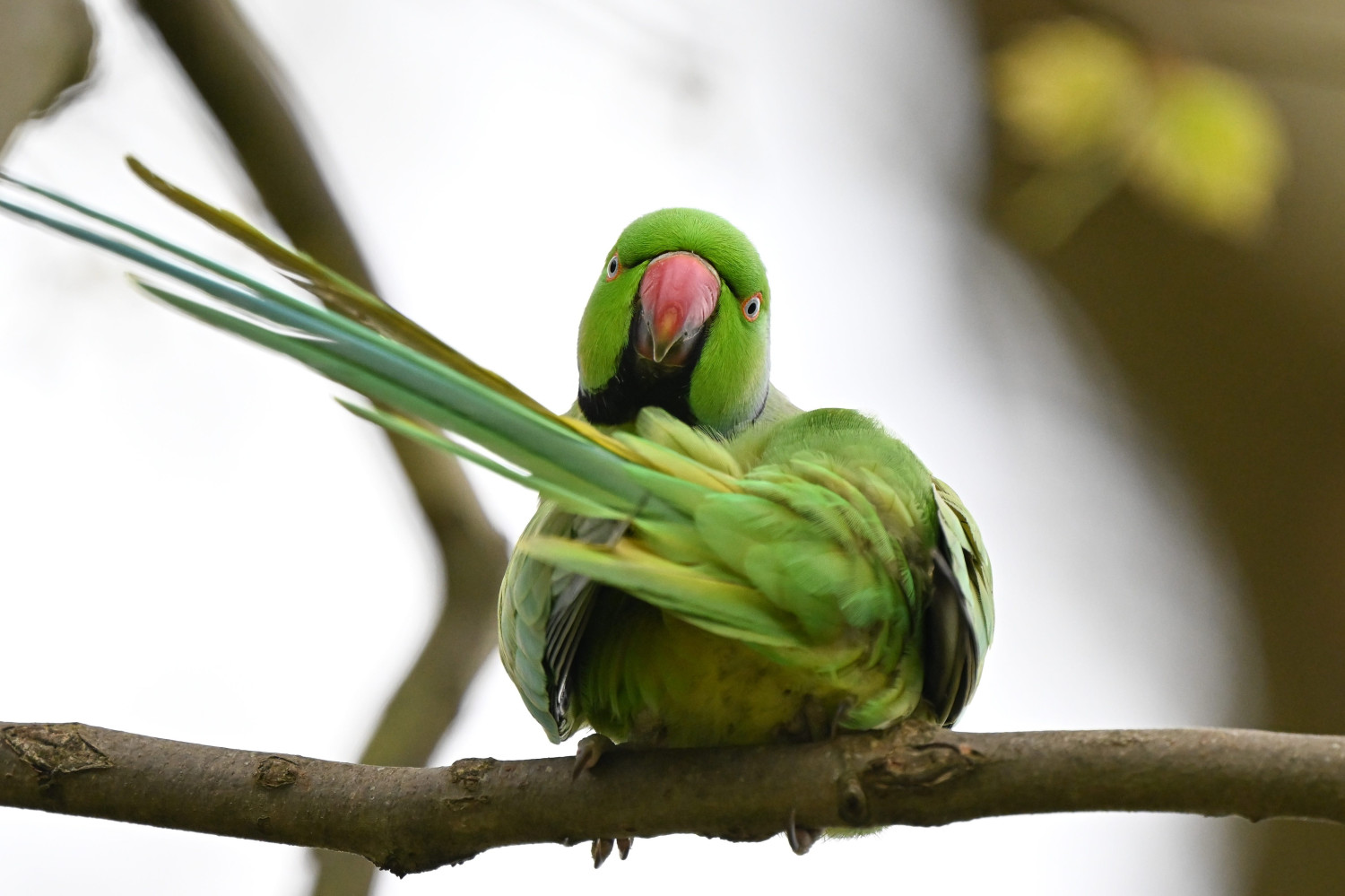 Escaped Parakeet Reportedly Wreaking Havoc on Parked Cars in Scotland