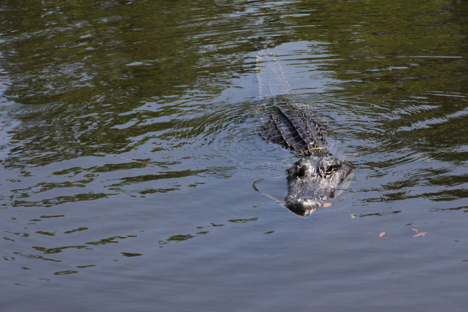 Toyota Supra Driver Suspected of DWI Attacked by Alligator While Fleeing Police: Cops