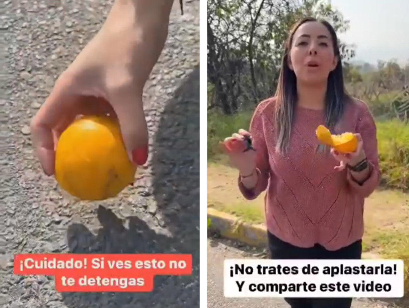 Alerta conductores, ¿conocías el truco de las naranjas?: es mejor no aplastarlas por este motivo