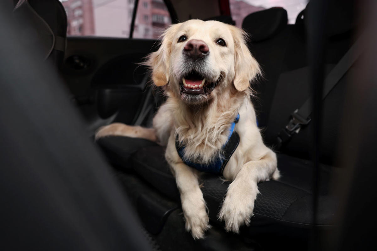 Un perro empieza a tocar el claxon para pedir que sus dueños vuelvan: lo mejor es que no era la única mascota del coche
