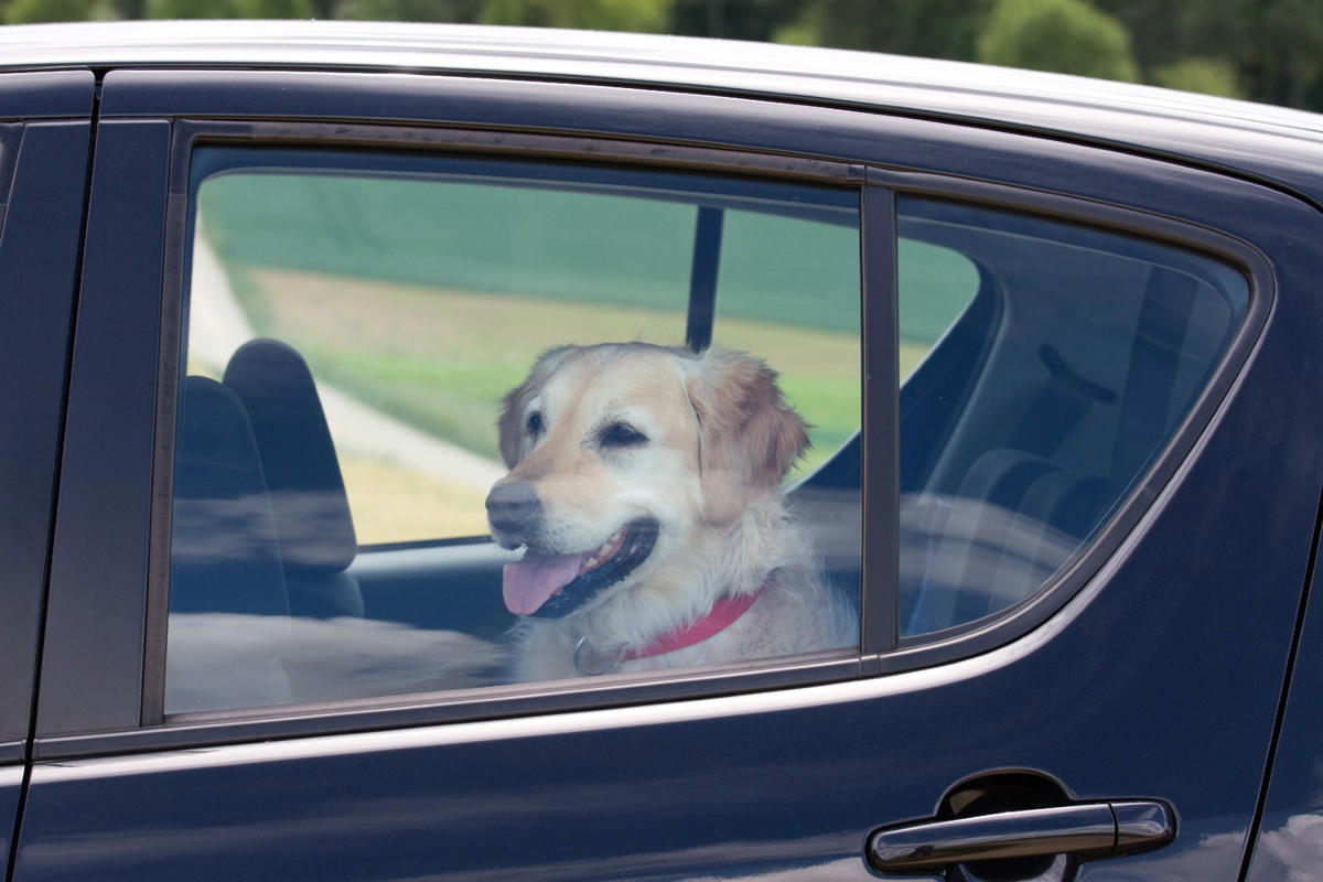 Este perro tiene un pasatiempo curioso cuando se sube al coche de su dueña: asoma la cabeza por la ventanilla y hace esto