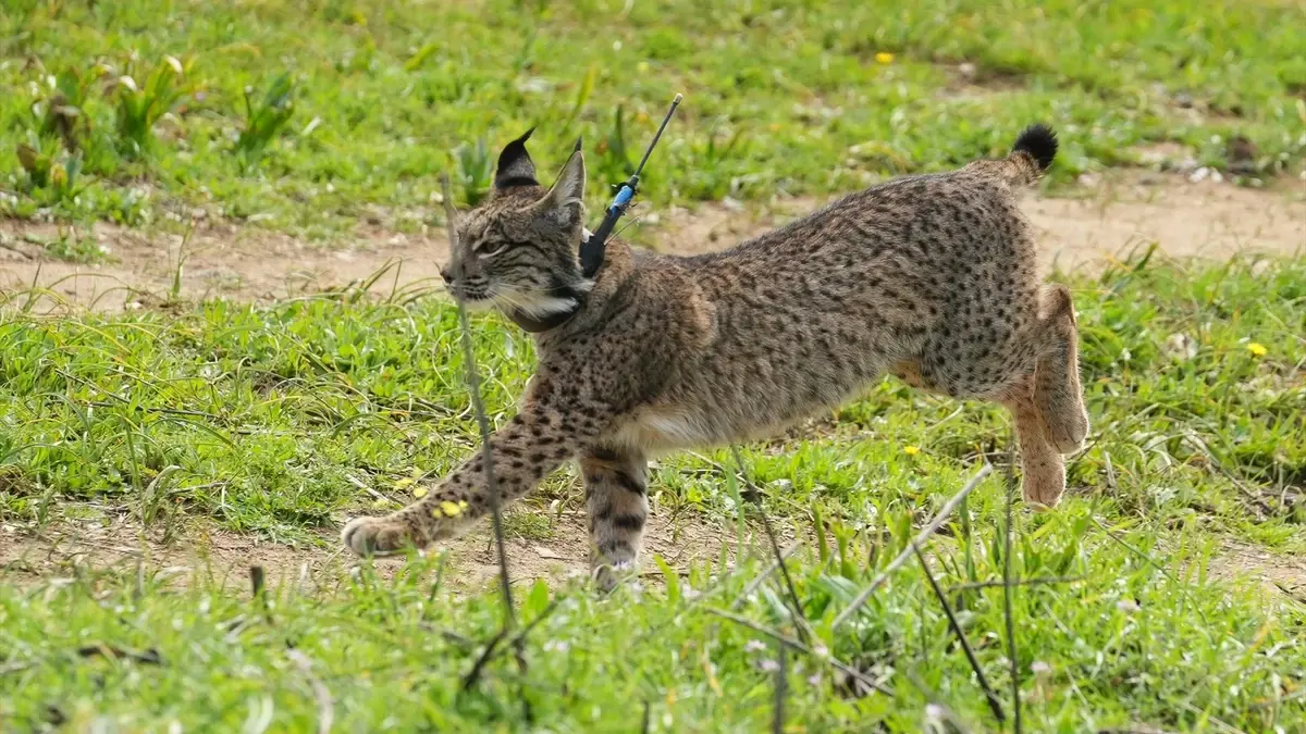Muere por atropello un ejemplar de lince ibérico en una carretera de Doñana