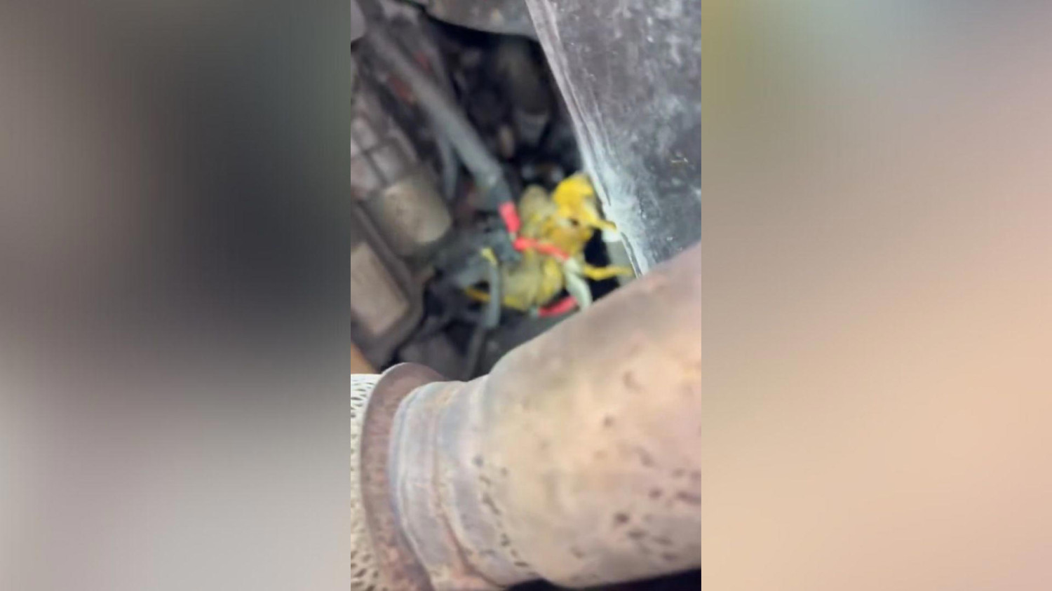 Su mecánico le envió este vídeo porque no podía creer lo que encontró bajo el coche: “¿Cada cuántos kilómetros se cambia la ‘rata de arranque’?”