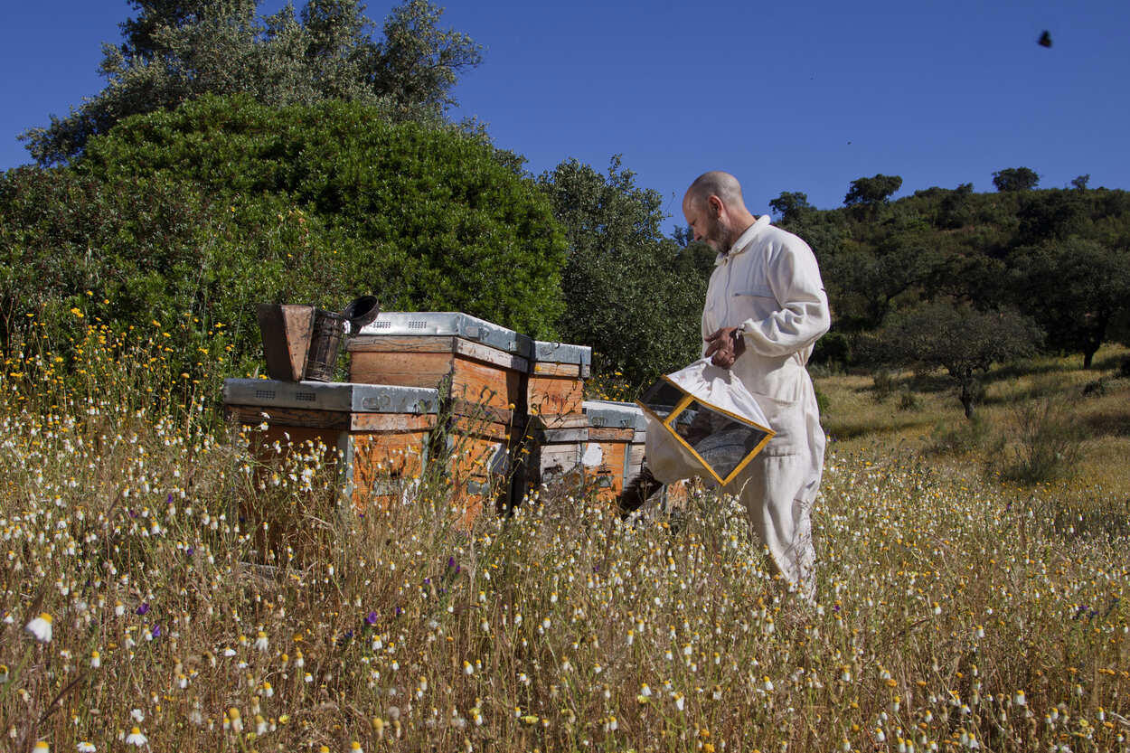 ¿Qué harías si te encuentras tu coche lleno de abejas? Esta es la terrorífica imagen con la que ha ‘amanecido’ un Volkswagen Escarabajo en Huelva