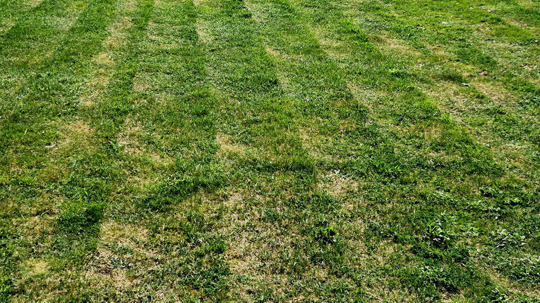 Should the front of a mower deck be higher than the back?