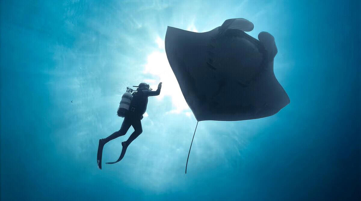 El International Ocean Film Tour vuelve a los cines de España