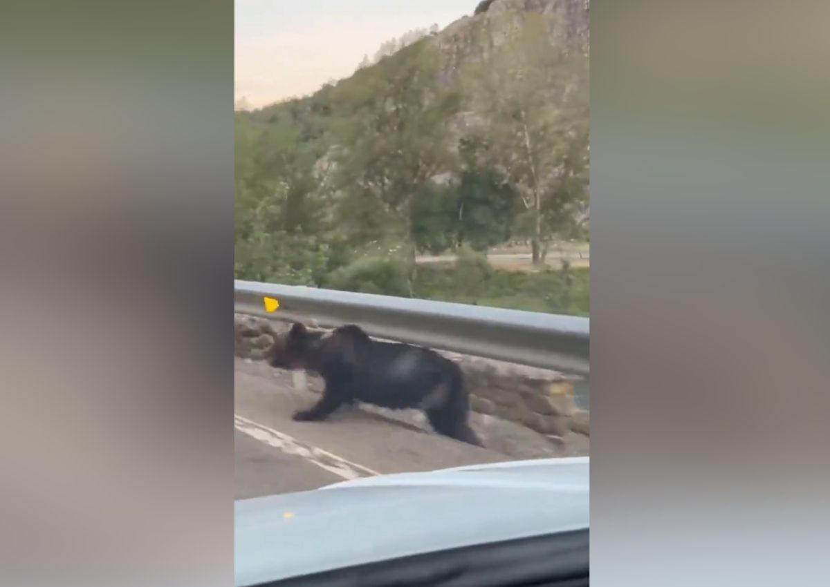 Circulaban tranquilos por una carretera de León hasta que algo salvaje empezó a correr junto al coche