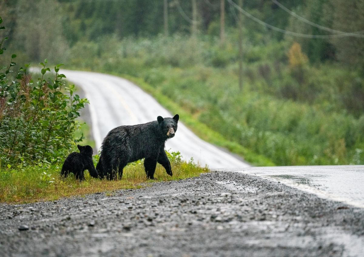 Graban a un oso pardo corriendo a toda velocidad por una carretera de Navarra: el vídeo que da la vuelta a las redes
