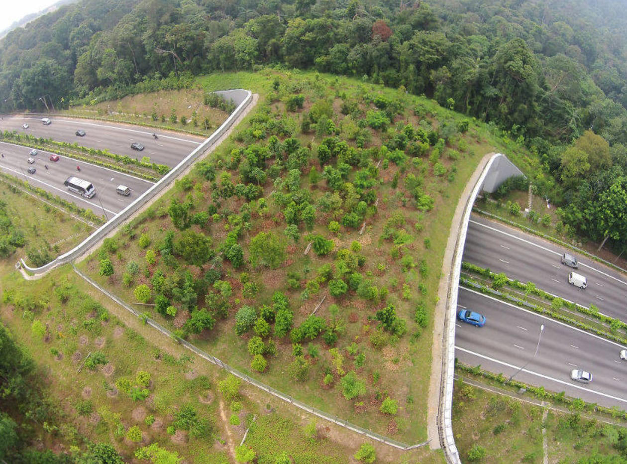 Madrid levantará una autopista para animales: así será el paso seguro que busca acabar con los atropellos