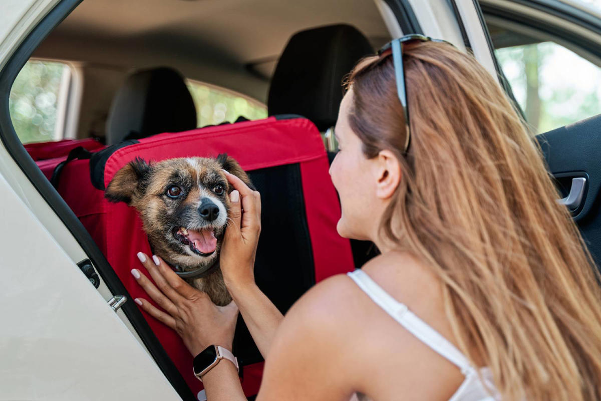 ¿Una mascota sólo puede viajar en coche si va con su dueño? La UE ha cambiado las reglas, pero no tanto