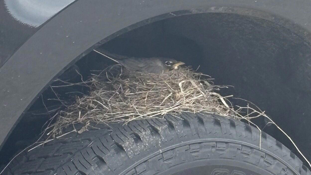 Compra una Ford F-250 nueva y se la okupan: ahora ya no puede llevársela