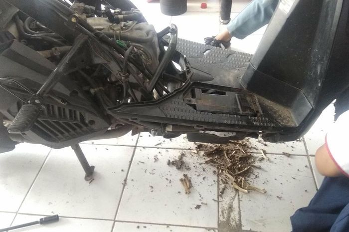 Pantas Saja di Bagian Motor Matic Ini Tikus Rawan Memabuat Sarang