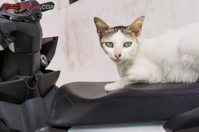 Hindari Cakaran Kucing, Berikut Ini Jenis Kulit Jok Motor Anti Cakar