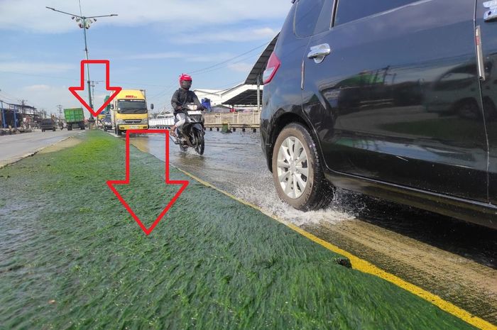 Pemancing Suka Lihat Ini, Jalur Pantura Sayung Demak Subur Ditumbuhi Lumut Hijau